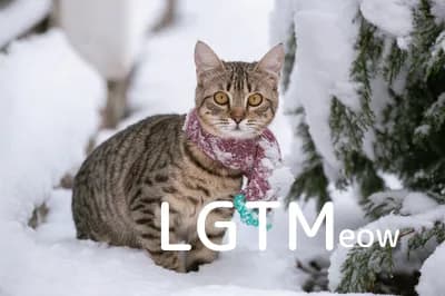 LGTM image
