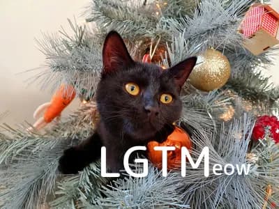 LGTM image