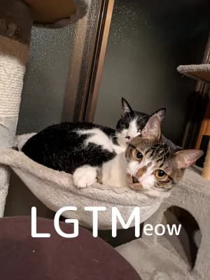 LGTM image