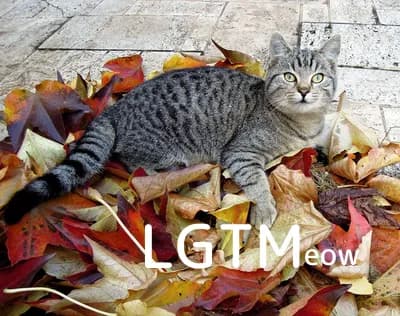 LGTM image