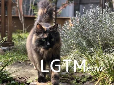 LGTM image