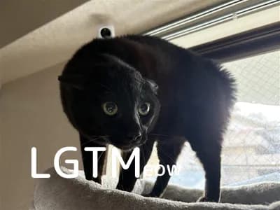LGTM image