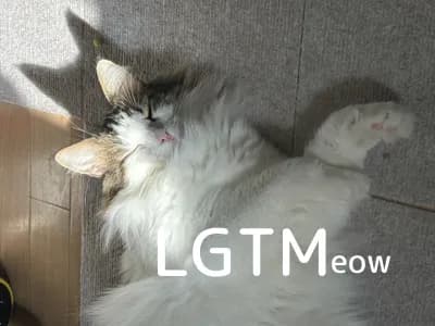 LGTM image