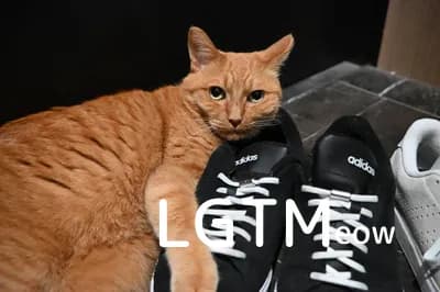LGTM image