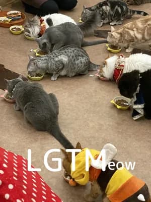 LGTM image