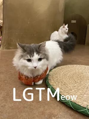 LGTM image