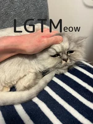 LGTM image