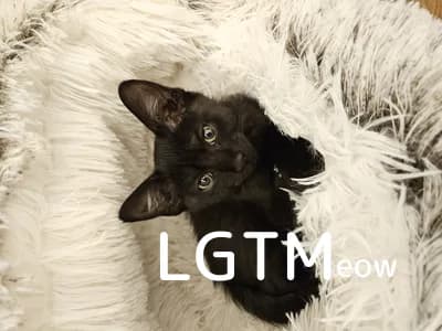 LGTM image