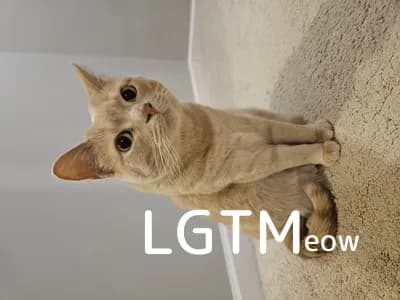 LGTM image