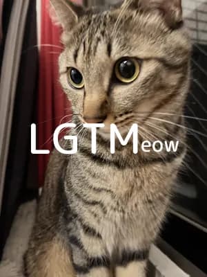 LGTM image