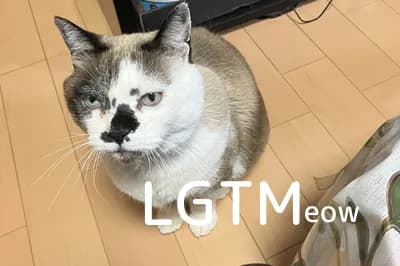 LGTM image