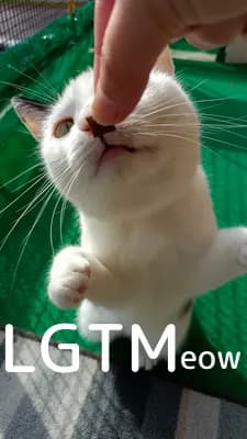 LGTM image