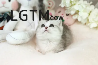 LGTM image
