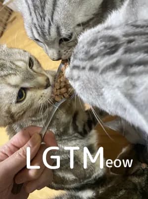 LGTM image