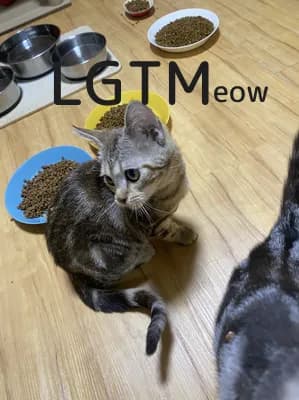 LGTM image