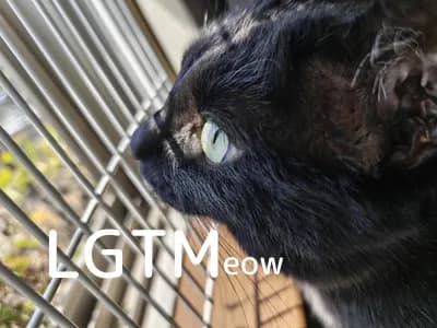 LGTM image