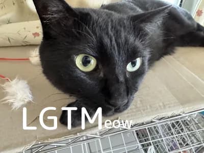 LGTM image