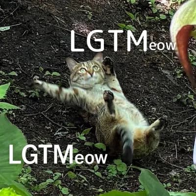 LGTM image