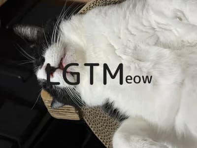 LGTM image