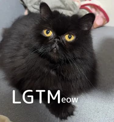 LGTM image