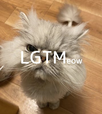 lgtm-cat-image